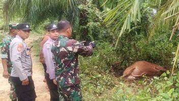 東アチェの3頭の牛がスマトラトラに捕食