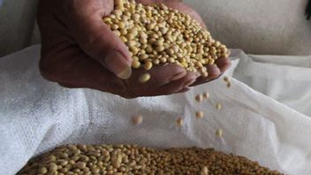 Badanas Helps Distribution Of Farmers' Soybeans To Be Absorbed In The Market