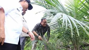 Perkebunan Sawit di Muba Siap Panen, Sukses Wujudkan Program PSR Terluas di Indonesia