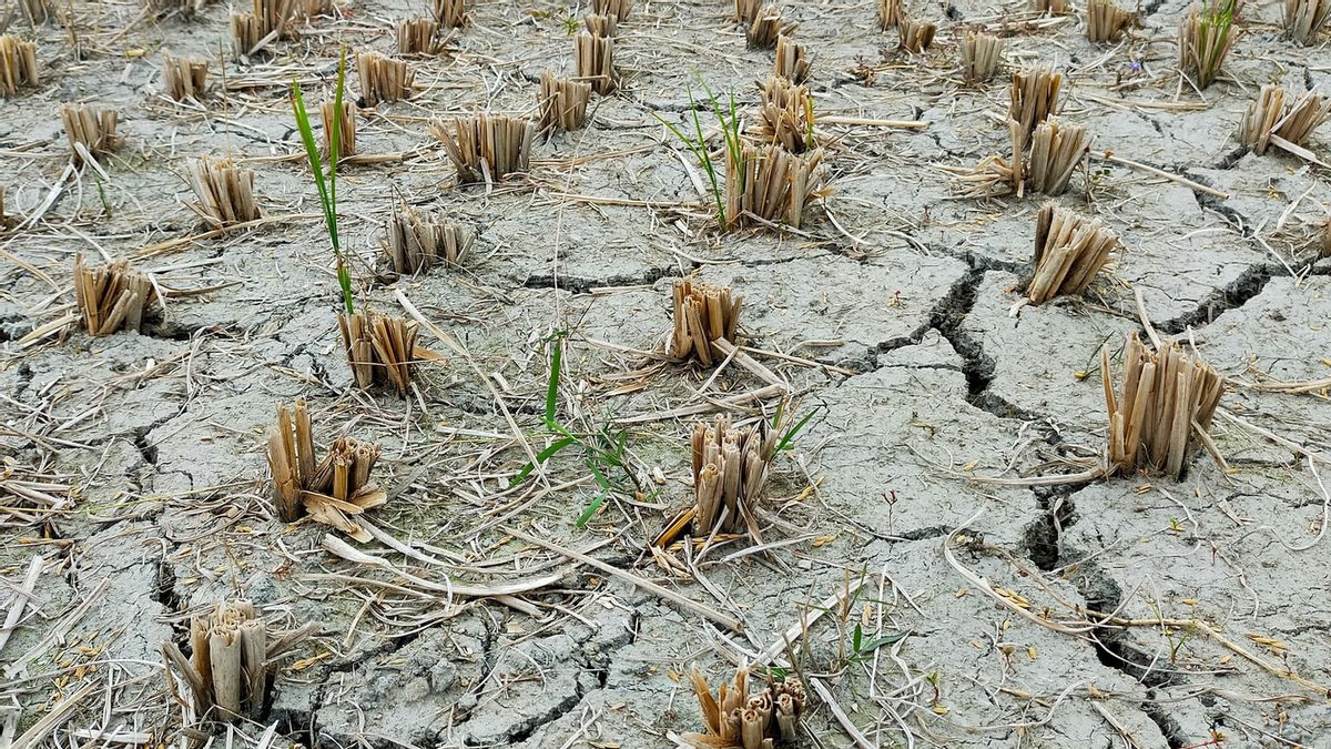 Waspada Potensi Kekeringan dan Kebakaran di Musim Kemarau