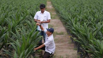 Realization Of PSR PalmCo Lampaui Target, Capai 20,145 Hectares Until September 2025