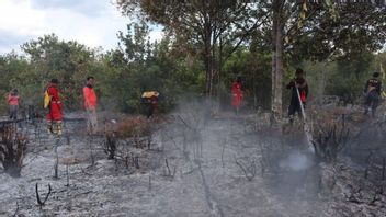 BPBD Padamkan Kebakaran 23,47 Hektare Lahan Gambut di Palangka Raya Sejak Awal 2023 