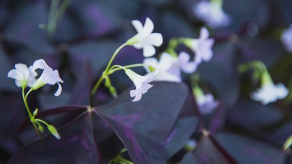 Dikenal dengan Bunga Kupu-Kupu, Tanaman Oxalis Cantik untuk Hias Teras Rumah