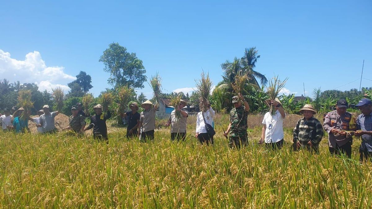 Agrinas Gelar Panen Padi Perdana dan Penyerapan Gabah Petani di Badung
