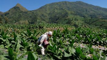 The Ministry Of Industry Ensures That PP Health Has An Impact On The Production Of The Cigarette To Mamin Industry