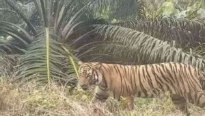 Riau BKSDA Installs A Trapped Camera After Workers Died By Tigers