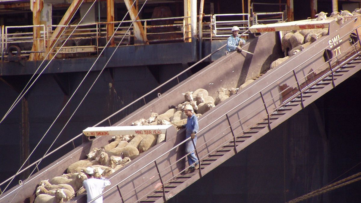 15,000頭の羊を乗せた船が港で沈没:700頭の頭が救助され、540億ルピアの損失 