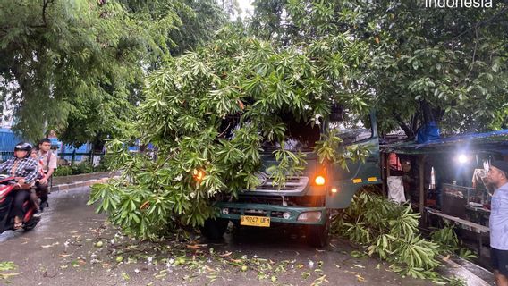 Truk Kontainer di Pademangan Jakut Tertimpa Pohon Tumbang