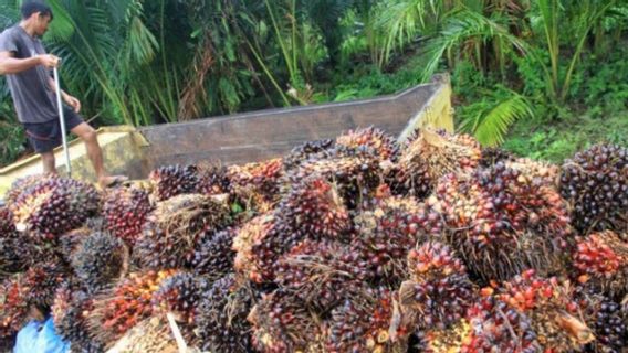 Regent Wants To Sue Rp25 Per Kg TBS Sawit, Farmers: The Time Is Not Right, Price Is Arriving