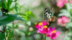 Jumlah dan Aktivitas Kupu-Kupu di Suatu Wilayah Bisa Mencerminkan Kondisi Lingkungan