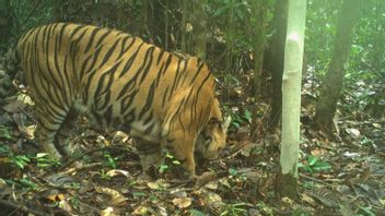 2只苏门答腊虎在TN Berbak被捕获