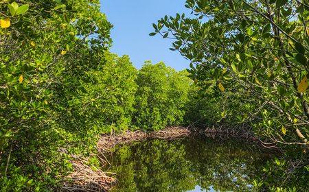 Hutan Mangrove di Pantai Utara Jawa Rusak, Kabar Buruknya: Diprediksi 1.000 Tahun ke Depan Semarang Jadi Laut