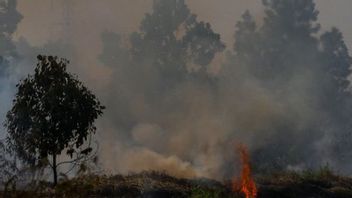 中加里曼丹地区警察逮捕森林和陆地火灾肇事者