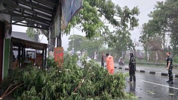 雨水伴随着Boyolali的强风摧毁了许多树木