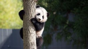 China Bersedia Pinjamkan Panda Raksasa kepada Kebun Binatang Jepang