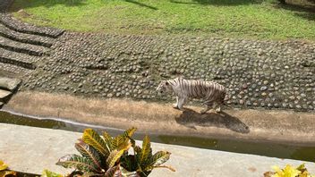 En réponse à l'augmentation des touristes de Nataru, Ragunan présente des attractions animales et prépare l'ingénierie de la route