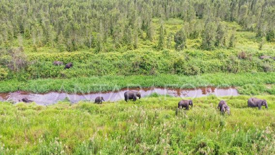 Gajah Liar Rusak Perkebunan Warga di Pedalaman Aceh Jaya