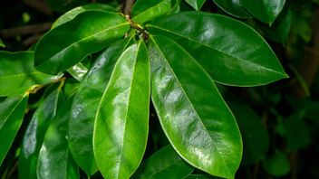 Body Reaction After Drinking Sirsak Leaf Boiling: Here's A Positive And Negative Response