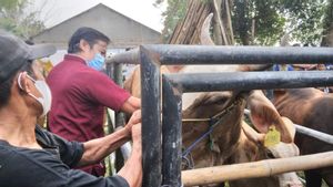 Cegah PMK, 600 Hewan di Kabupaten Tangerang Terima Dosis Vaksin