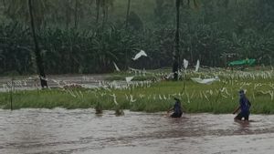 Banjir Rendam 41 Hektar Lahan Sawah Di Kota Bima, 267 Petani Terancam Gagal Panen