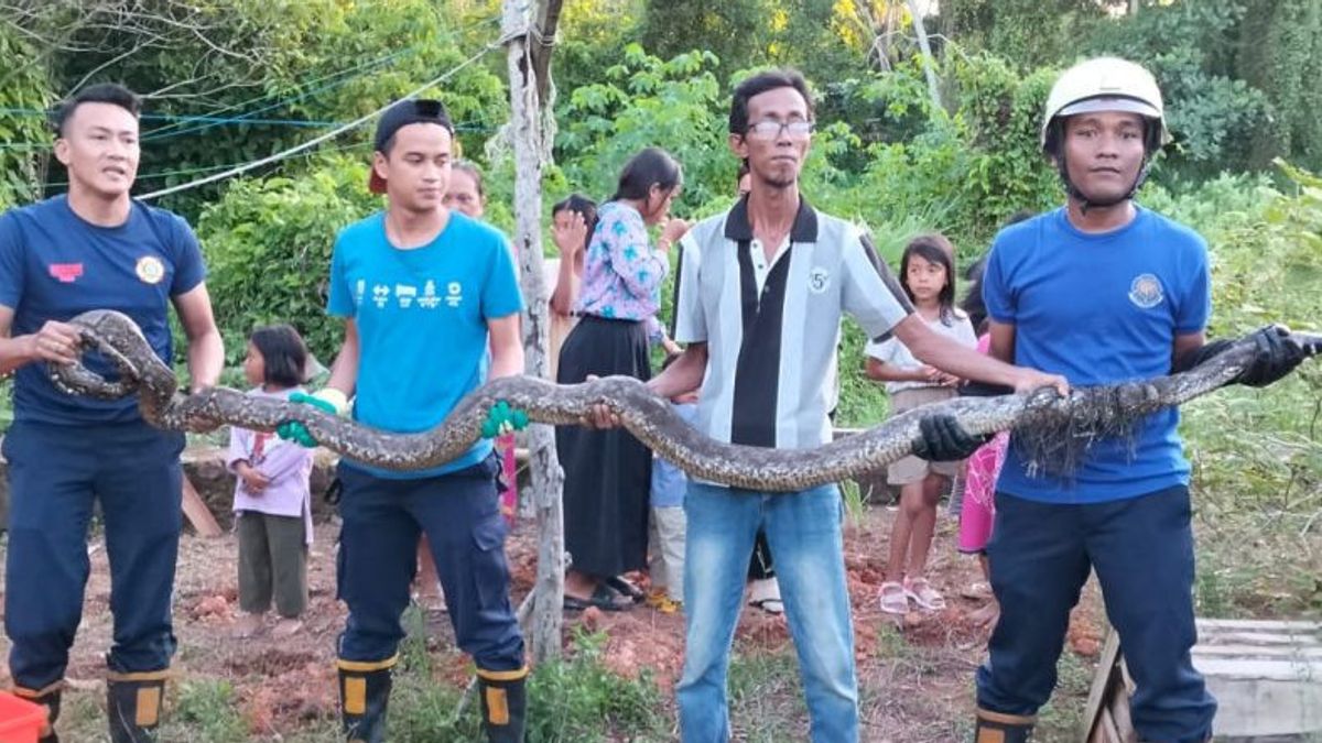 The 3 Meter Python Was Evacuated By The Bintan Firefighters From The Resident's Crevice