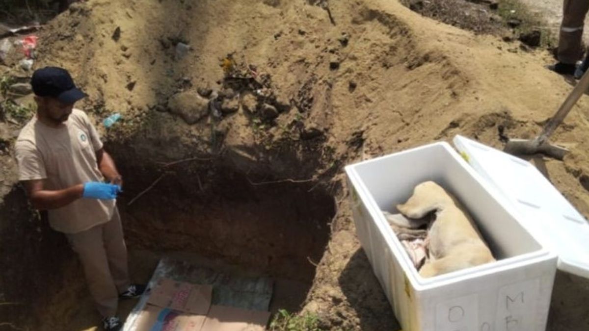 马鲁古检疫局销毁了80公斤害怕携带病虫害的狗肉
