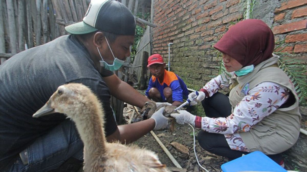 Galakan '3 Cepat' Pangkal Flu Bird, West Java DKPP Asks Farmers To Immediately Report Find The Ungas Dies Suddenly