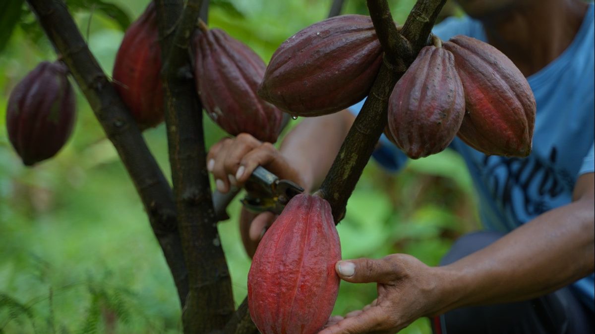 这是来自巴厘岛的全球Jembrana可可豆成功的秘诀