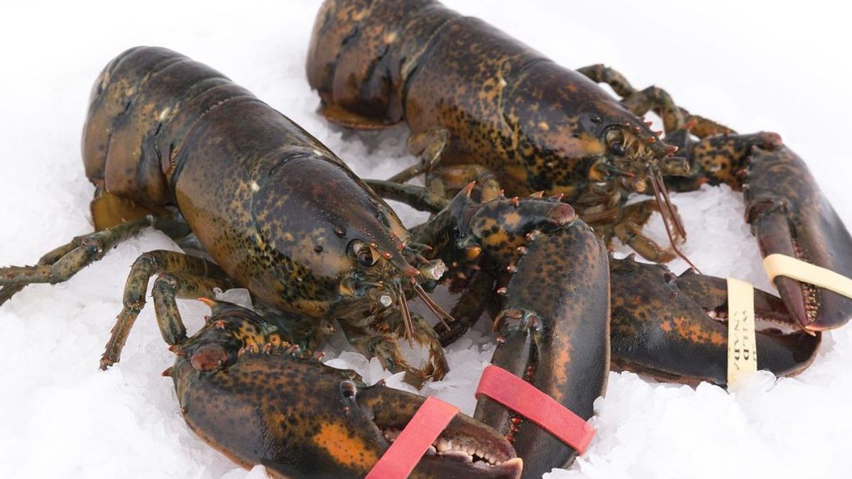 Prosedur Penangkapan Lobster Liar untuk Budidaya Agar Tak Terjerat Hukum