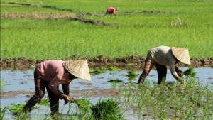 Ini Langkah Pupuk Indonesia Ajak Generasi Muda Jadi Petani