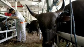 400頭のNTT牛がPMKの症例発見によりカリマンタンに入国できないと脅された 
