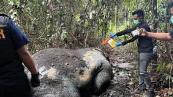 리아우 경찰은 코끼리가 머리없이 죽은 사건에 대한 40 명의 증인을 조사했습니다.