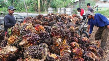 TP拉赫马特集团旗下种植园公司利润飙升375%至9110.7亿印尼盾