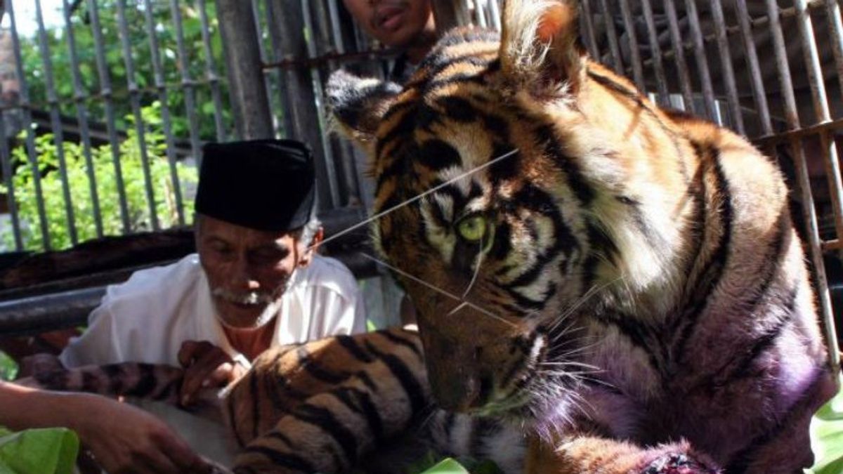 BKSDA Datangkan Pawang Cegah Gangguan Harimau di Aceh Selatan