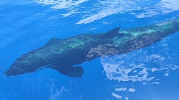 アナンバス海域におけるシャチクジラの目撃の珍しい現象