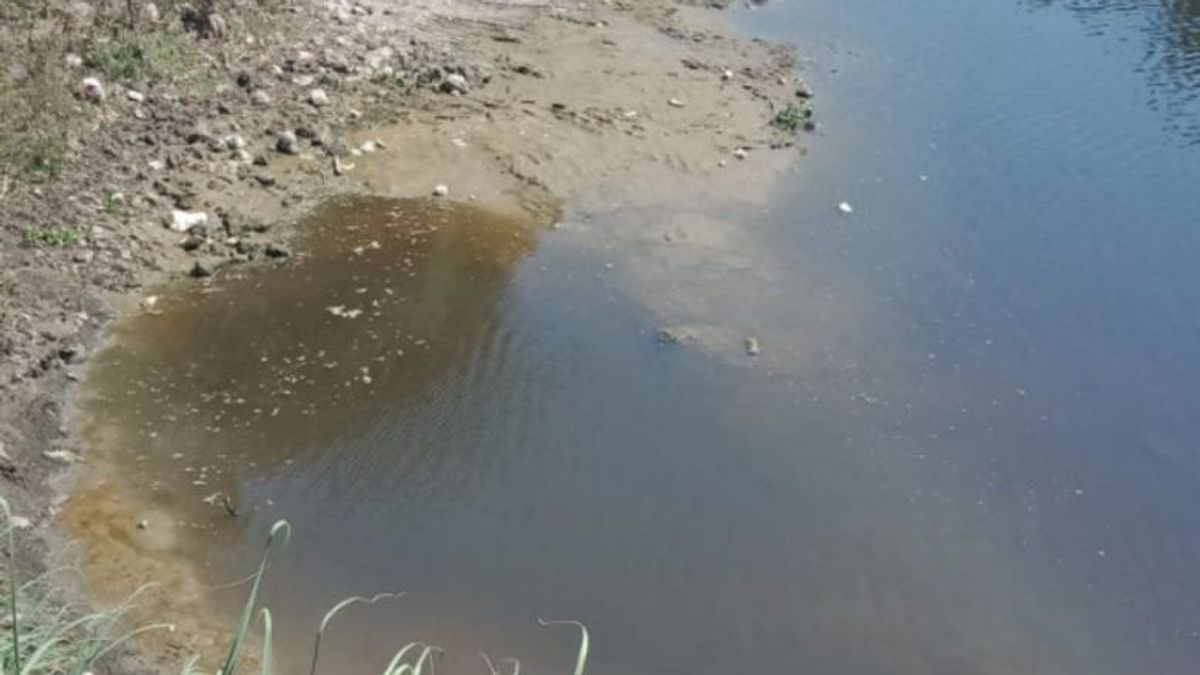 Bengawan Solo Tercemar, Diduga dari Industri Alkohol di Sukoharjo