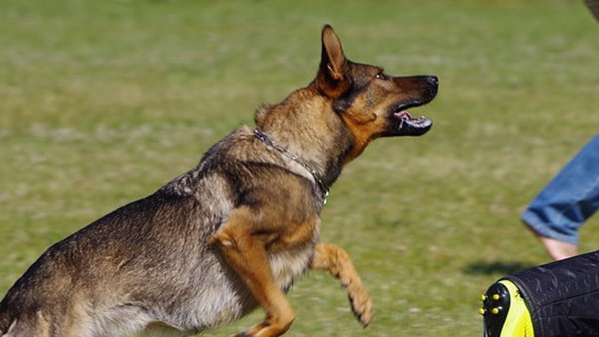 7-Year-Old Boy's Eyes In South Jakarta Bitned By Dogs, Owners Change Medical Costs