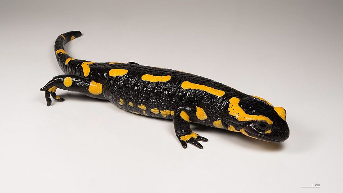 Wisatawan Kedapatan Bawa Seekor Salamander Meksiko, Netizen China Heboh