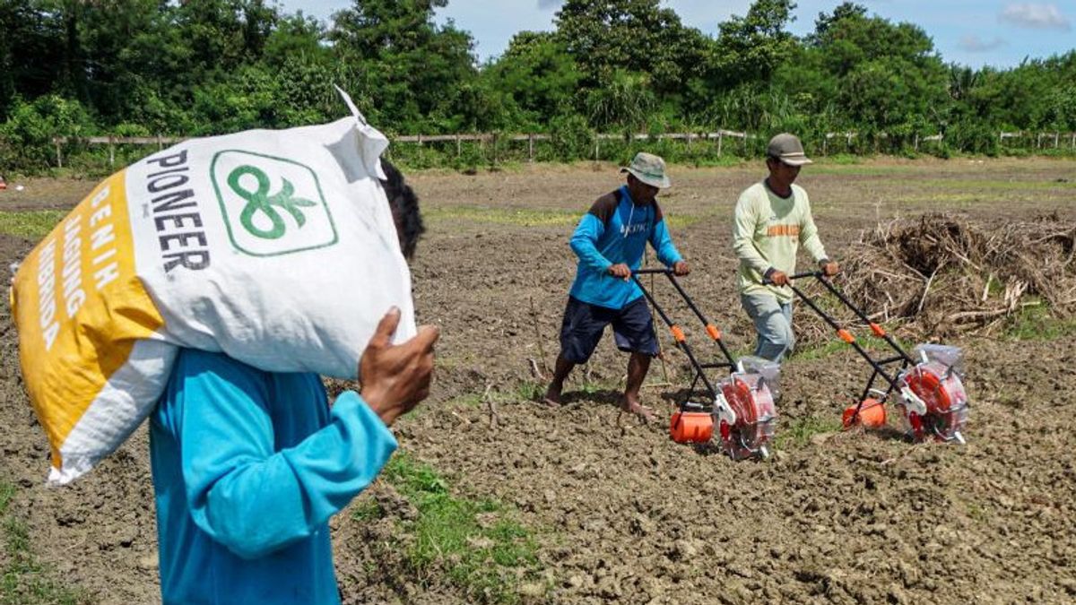 Keerom And Jayapura Prepared To Become Rice Resulting Areas