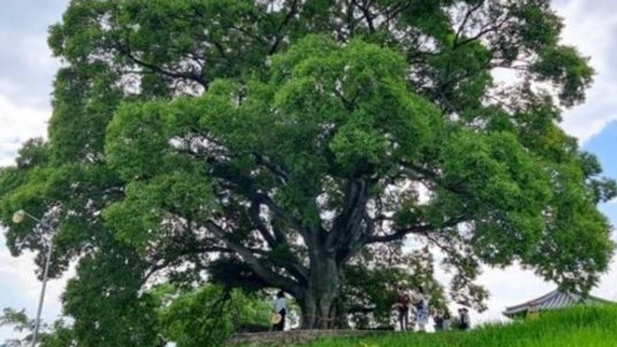 Berkat Extraordinary Attorney Woo, Pohon Berusia 500 Tahun Ini Dipertimbangkan Jadi Monumen Nasional