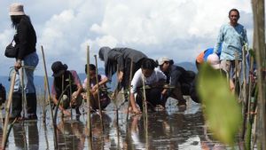 Perkumpulan Konservasi Kakatua Tanam 1.200 Mangrove di Seram Barat