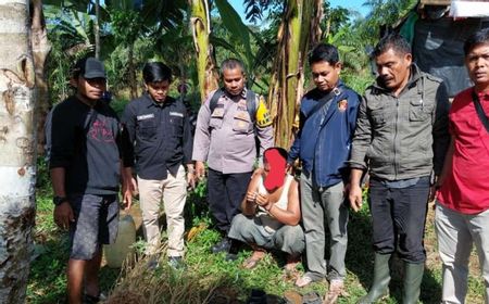 Polres Pasaman Barat Sita 44 Batang Tanaman Ganja dalam Polybag