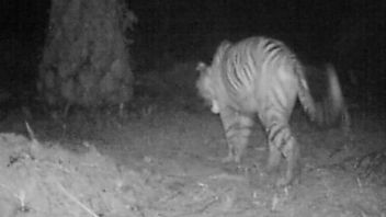 BKSDA Bengkulu Pasang Perangkap Harimau di Lahan Perkebunan Mukomuko