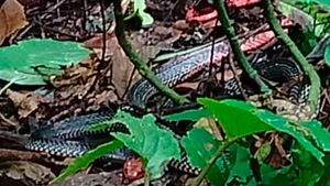 Penemuan Ular Kepala Merah, Spesies Langka di Kawasan Hutan Sumatera Barat