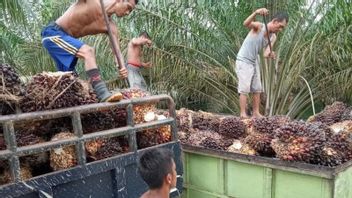 CPO輸出禁止、DPRは政府に地元の農家のパーム油を購入するよう要請