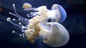 More than 95 Percent of Animals on Earth, Here are Interesting Facts about Invertebrates