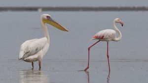 Pembangunan Bandara Baru Albania Dikhawatirkan Ancam Tempat Perlindungan Flamingo di Eropa 