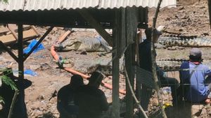 BKSDA Evacuates 17 Crocodiles Again In Cianjur Shelter