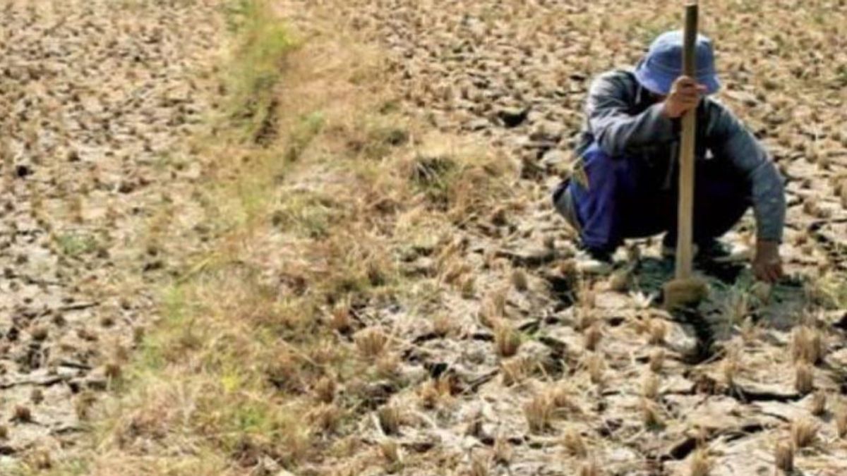 Water Facilities, Hundreds Of Rice Hectares In Kupang Are Threatened With Plant Failure