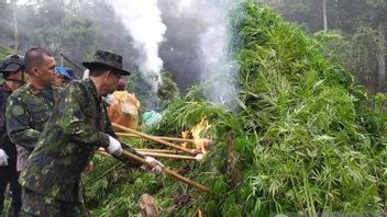 A Total Of 20 Hectares Of Cannabis Fields In Aceh Were Destroyed By BNN